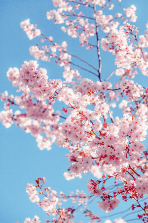 Hanami, cherry blossom, kelly loves