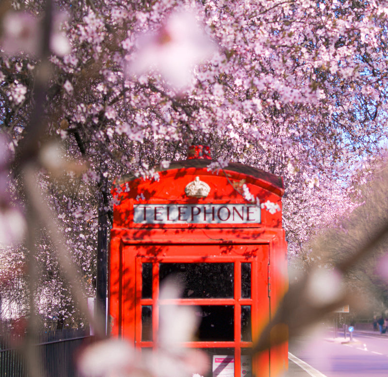 London’s top locations for cherry blossom trees to see during Hanami